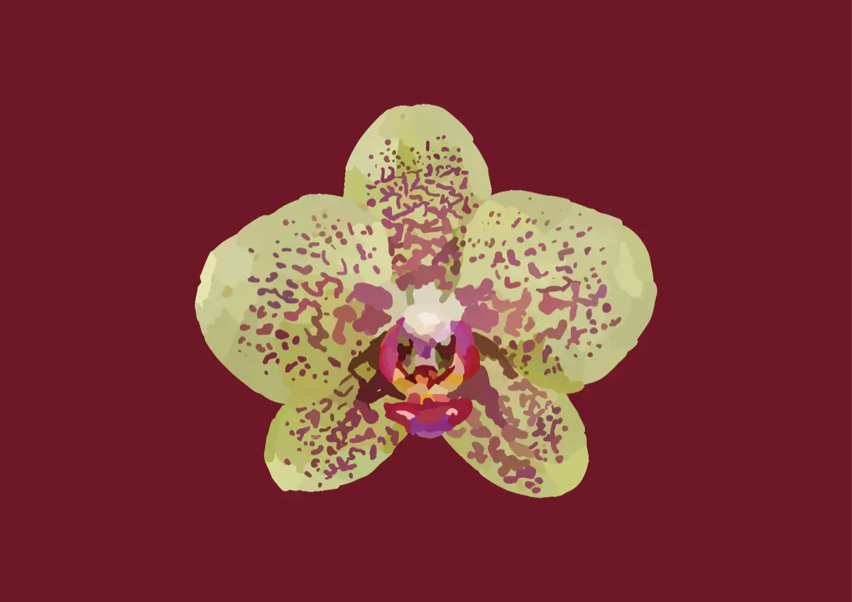 Green Orchid Design