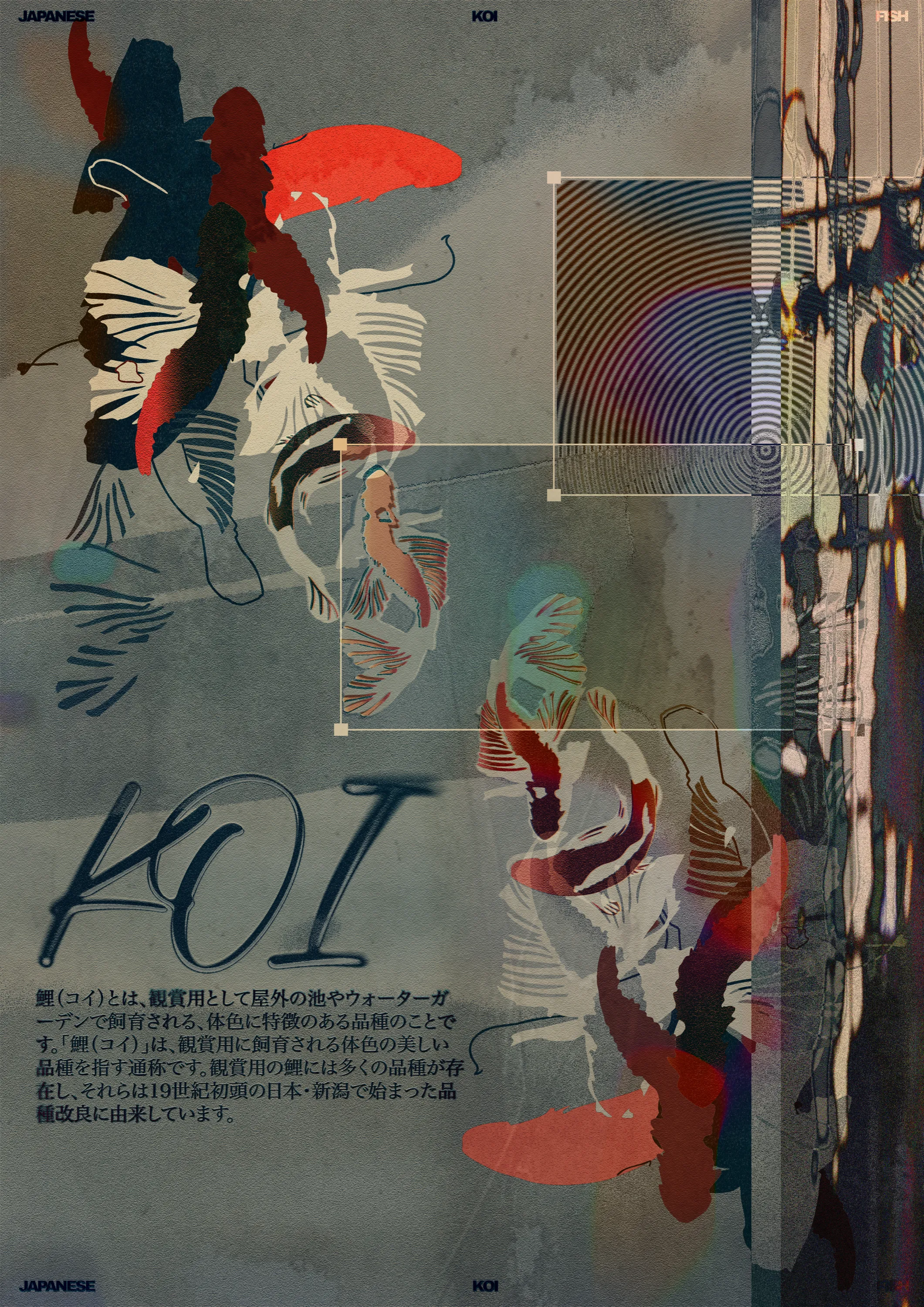 Koi Poster