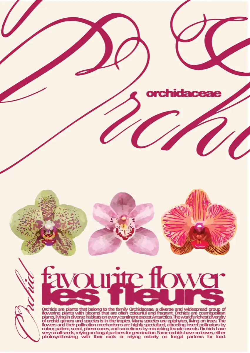 Orchid Poster on Burgundy Background