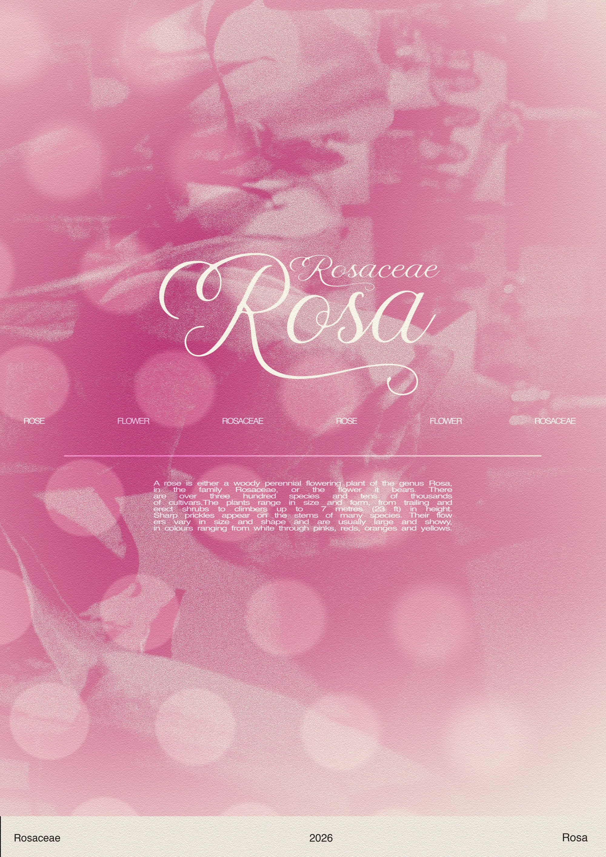 Pink Rose Poster