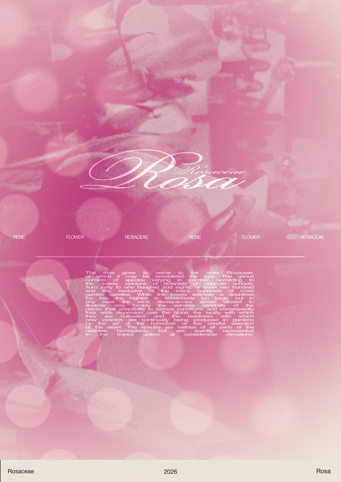 Rosaceae poster